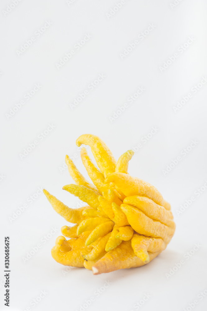 Buddha's Hand, Citrus Medica, Sarcodactylis, the fingered citron Buddha's Hand, Citrus Medica, Sarcodactylis, the fingered citron
