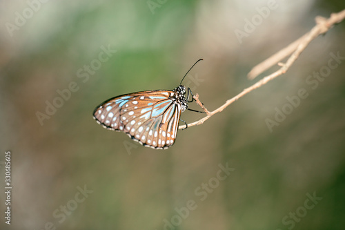 Blue Tiger Butterfly also known as Tirumala limniace. © Rob D
