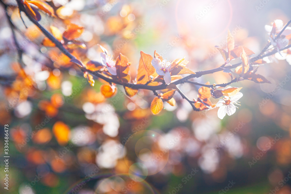 Obraz premium Flowering tree branch in spring.