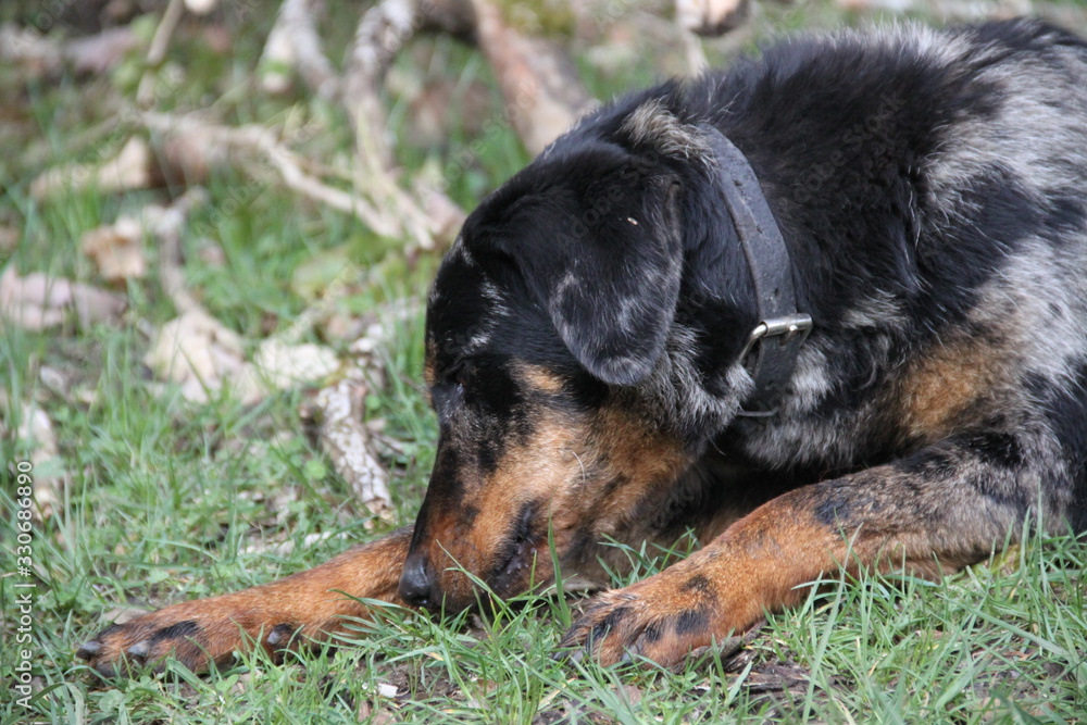 Beauceron sheep dog harlequin in the wild Beauceron sheep dog harlequin in the wild