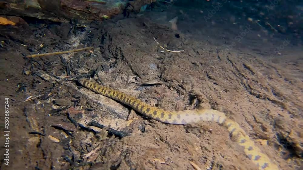 Snake, Diving in Bonito, diver's view