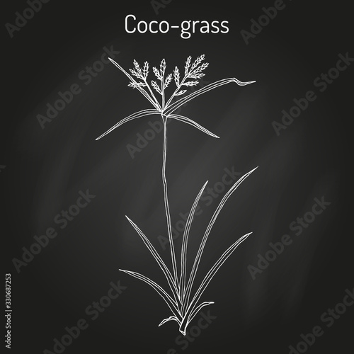 Coco-grass Cyperus rotundus , or purple nut sedge, medicinal plant