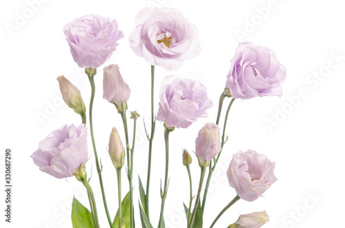 Fototapeta Naklejka Na Ścianę i Meble -  Beautiful pale violet eustoma flowers isolated on white background