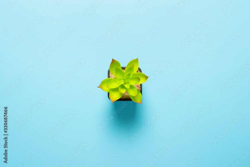 beautiful green indoor flower on a blue background. Banner. Concept gardening, hobby, interior, office. Flat lay, top view beautiful green indoor flower on a blue background. Banner. Concept gardening, hobby, interior, office. Flat lay, top view