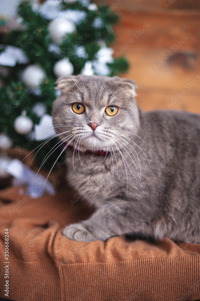 Funny british cat with orange eyes