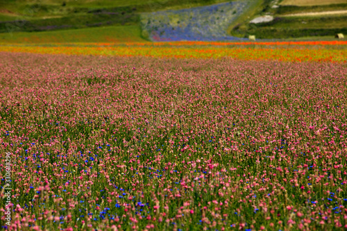 Wallpaper Mural Norcia (PG), Italy - May 25, 2015: The famous spring flowering in the fields around Castelluccio di Norcia, Highland of Castelluccio di Norcia, Norcia, Umbria, Italy, Europe Torontodigital.ca