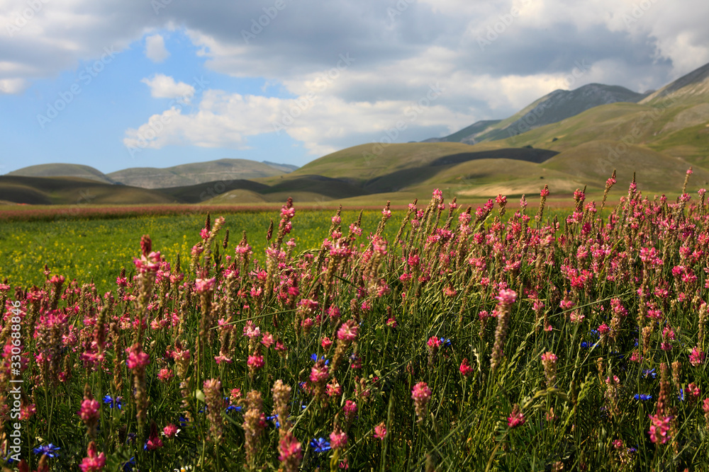 Fototapeta premium Norcia (PG), Italy - May 25, 2015: The famous spring flowering in the fields around Castelluccio di Norcia, Highland of Castelluccio di Norcia, Norcia, Umbria, Italy, Europe