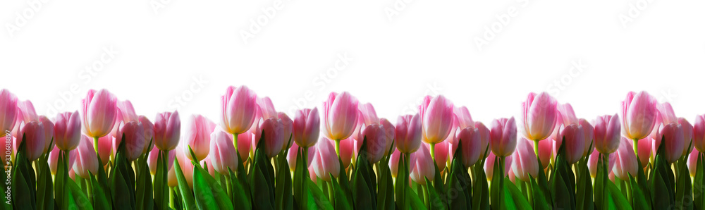 Fototapeta premium Banner of pink tulips on a white background