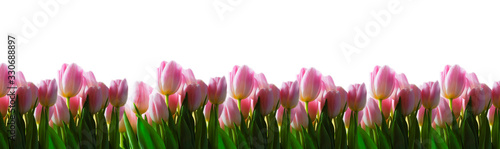 Banner of pink tulips on a white background
