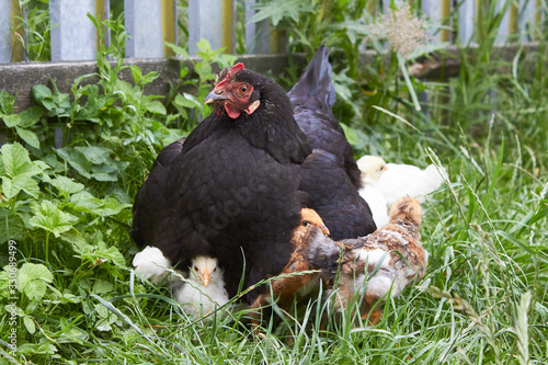 chicken family in the grass little chicks hide under the wing of an adult chicken under a fence in the grass