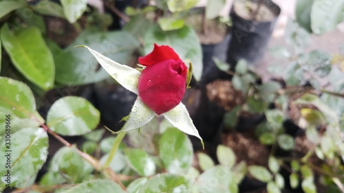 red rose bud in sunlight