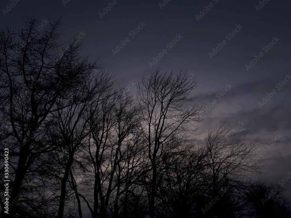 Fototapeta premium Trees against the sky - Bodø 
