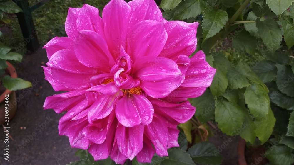 pink color dahlia flower