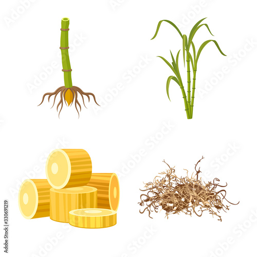 Isolated object of sugarcane and plant icon. Set of sugarcane and organic stock symbol for web.