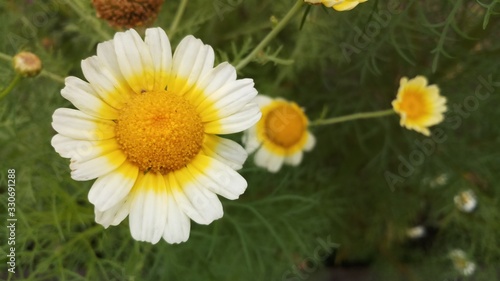 calendula flower in garden