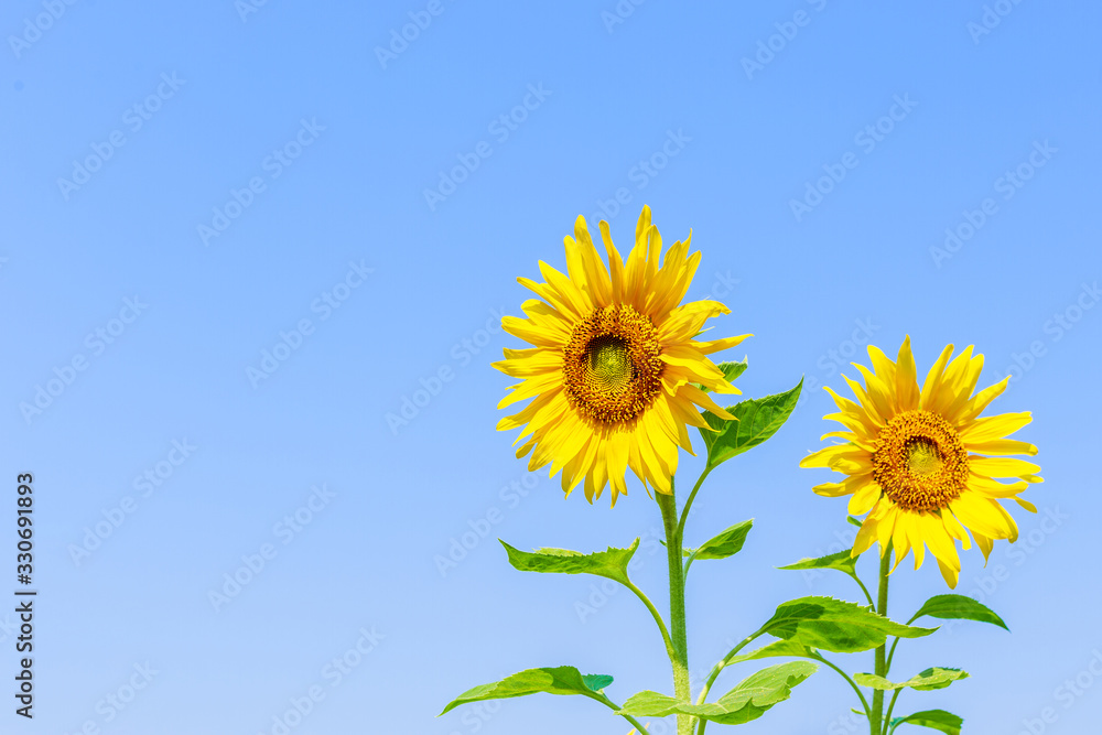 Sunflower on blue sky background Sunflower on blue sky background