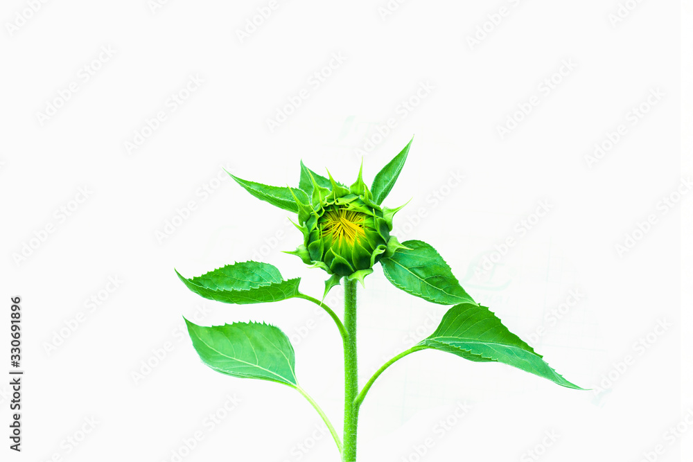 Green sunflower buds with green leaves isolated on white background. Green sunflower buds with green leaves isolated on white background.
