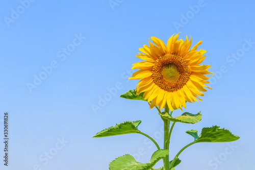 Sunflower on blue sky background