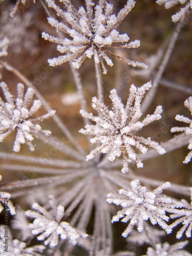 ice covered frosty plant © klas