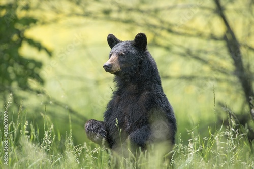 Tablou pe pânză Black bear sitting on the ground surrounded by greenery in a forest with a blurr