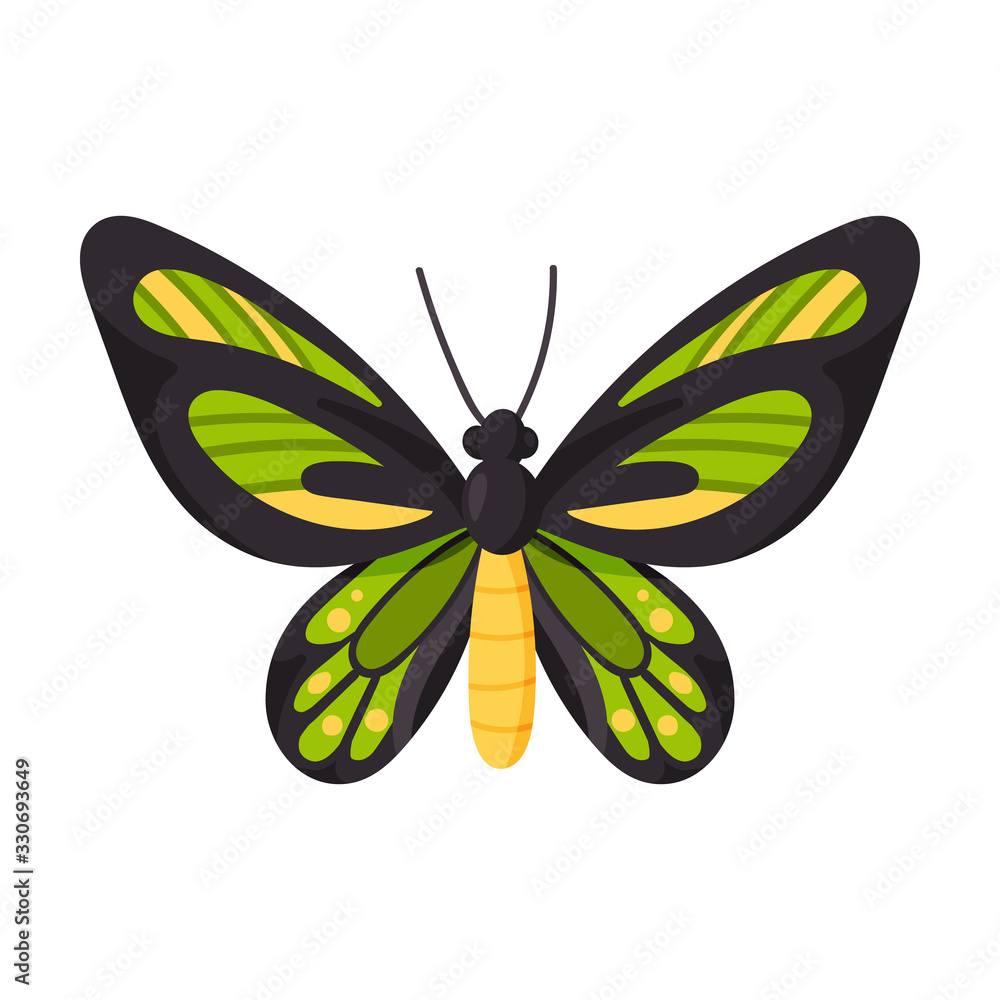 Butterfly vector icon.Cartoon vector icon isolated on white background butterfly . Butterfly vector icon.Cartoon vector icon isolated on white background butterfly .