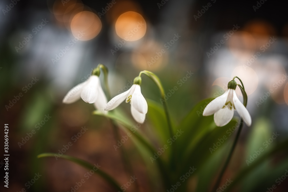 The first snowdrops close-up. Spring Flower. Beautiful blurred background for screensaver The first snowdrops close-up. Spring Flower. Beautiful blurred background for screensaver