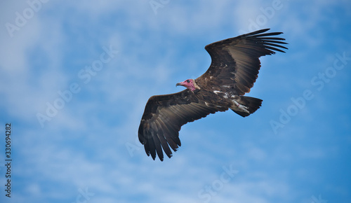Vulture in full flight © DirkJan