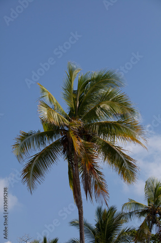 coconut palm tree