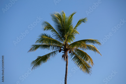 coconut palmtree against bly sky