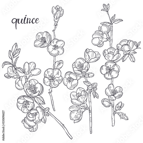 Fototapeta Naklejka Na Ścianę i Meble -  Flowering quince branches. Sketch.Hand drawn outline vector illustration, isolated floral elements for design on white background. Line art.