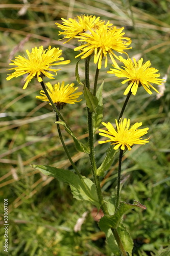 Stängelumfassendes Habichtskraut, Hieracium amplexicaule photo