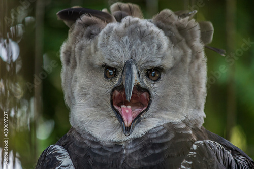 Portrait of Harpy eagle (Harpia harpyja) screaming displeased with his mouth wide open
