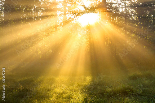 amazing landscape with sun and forest and meadow at sunrise