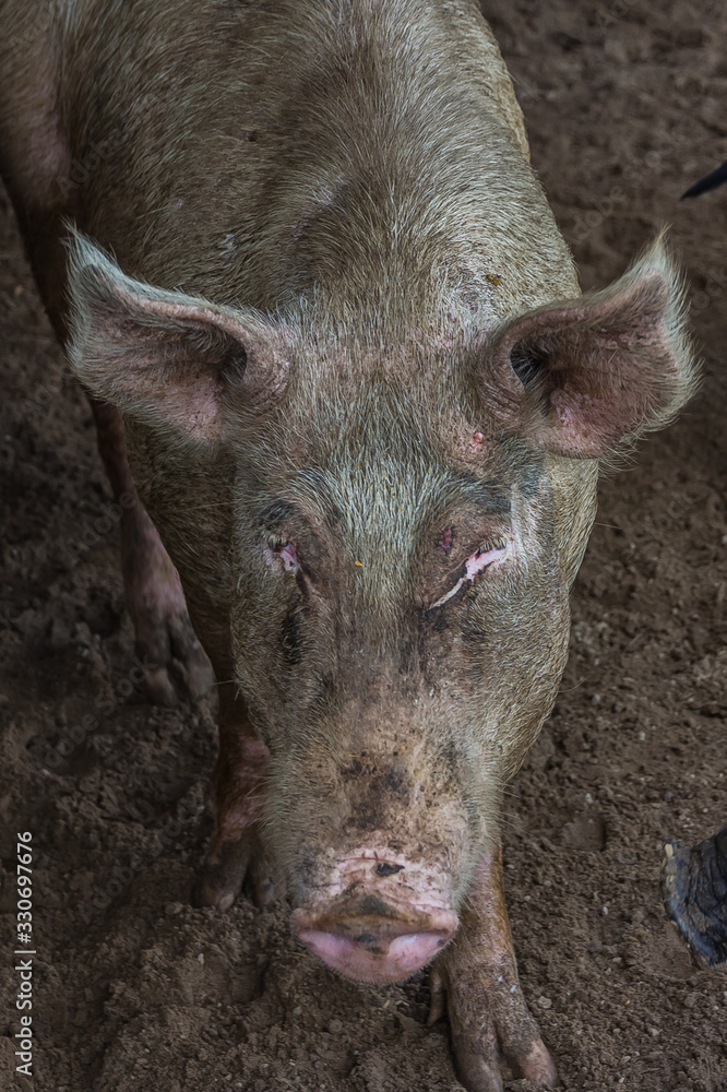 Portrait of a small pig in a sty Portrait of a small pig in a sty