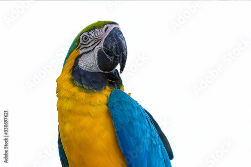 Portrait of a smiling blue-and-yellow macaw (Ara ararauna) sitting on a branch and looking at the side