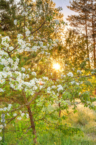 spring forest landscape with a flowering apple tree and a meadow