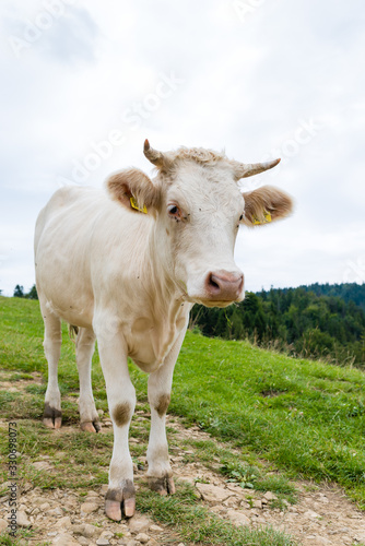cow on a mountain meadow, Pieniny, Poland © bubutu