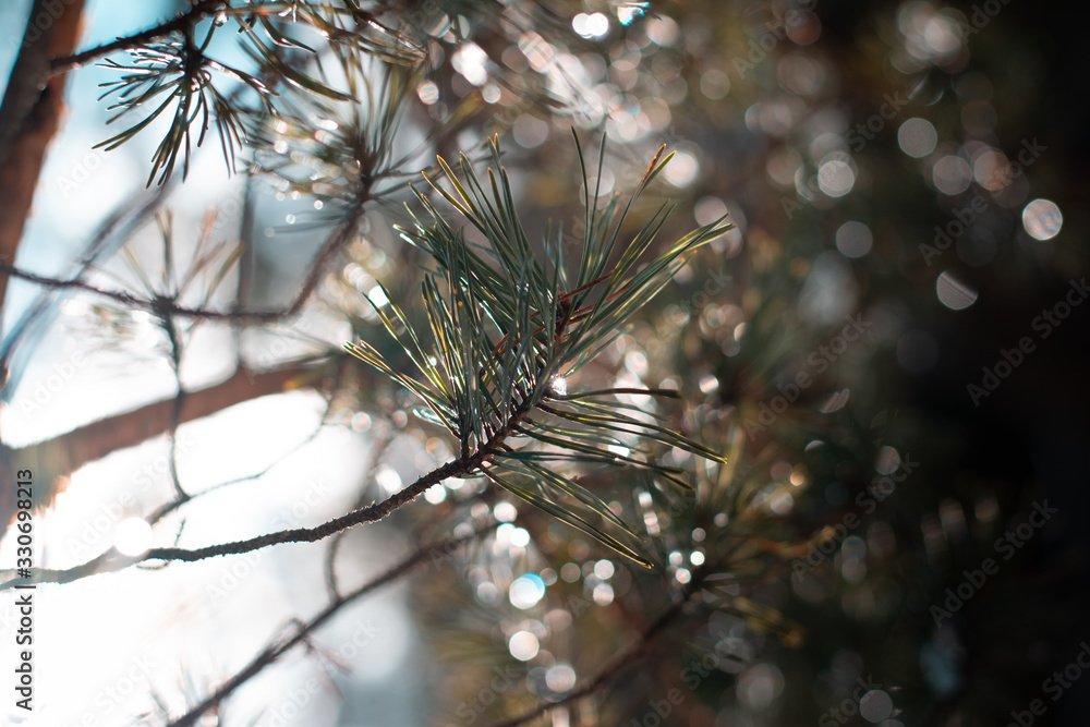 Close up of pine tree branch. Soft focus and shallow depth of field. Sun shining, creating bokeh. Brown and green forest background with wide angle. Close up of pine tree branch. Soft focus and shallow depth of field. Sun shining, creating bokeh. Brown and green forest background with wide angle.