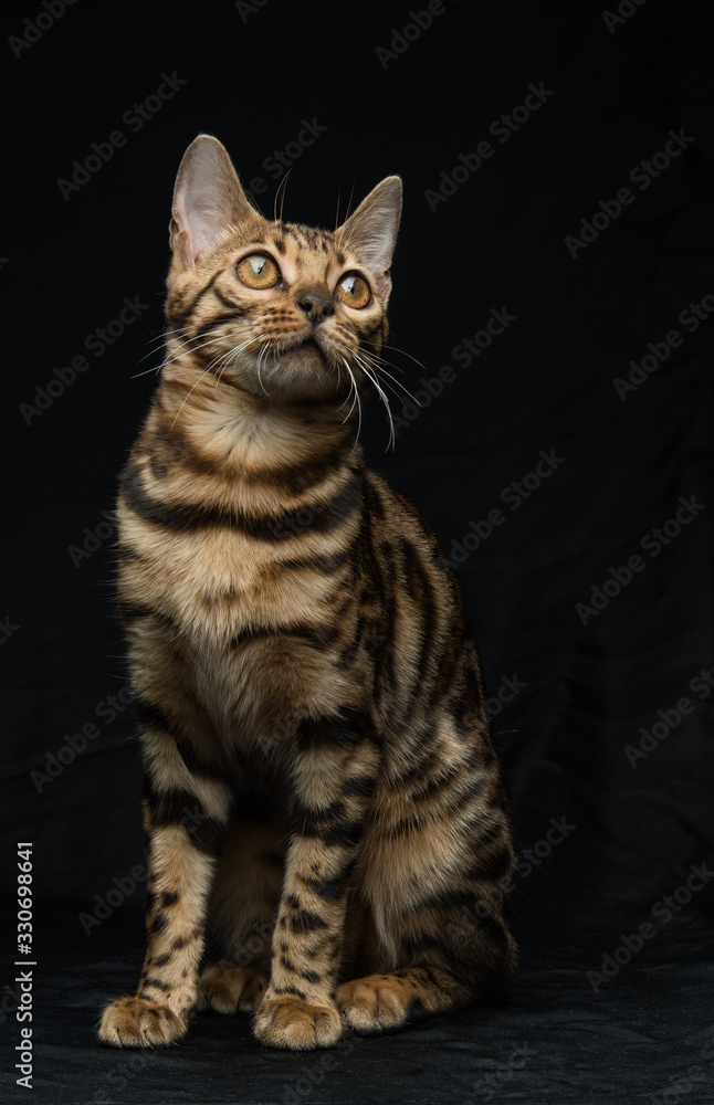 Beautiful young Bengal cat on a black background