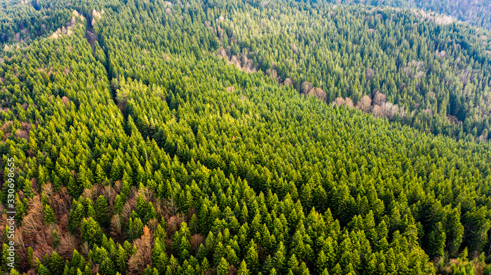 fir trees ukraine view from the drone excellent photo for wallpaper