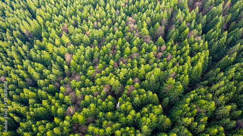 fir trees ukraine view from the drone excellent photo for wallpaper © Anton Viunik