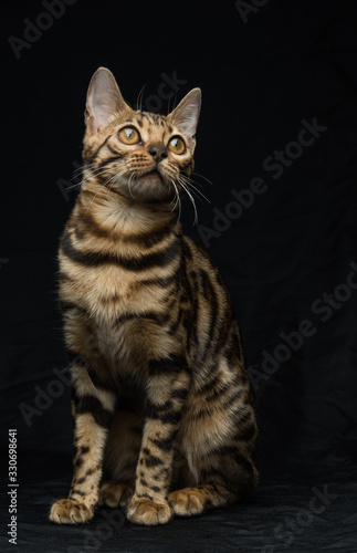 Beautiful young Bengal cat on a black background © Igor