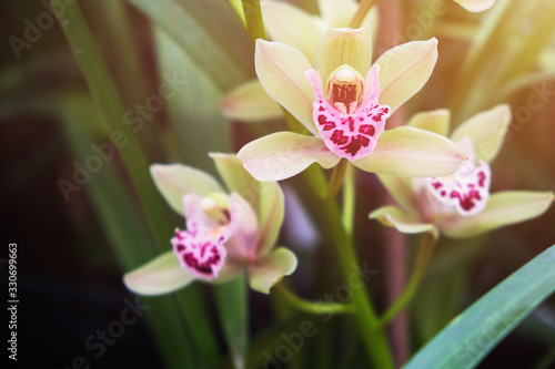 Orchid flowers in plant nursery. Spring background.
