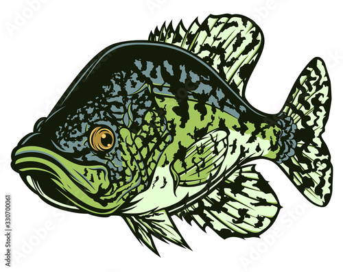 Photography Drawing black crappie