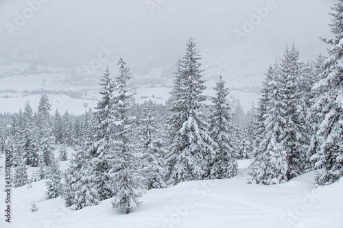 pine trees during winter mountains