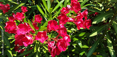 Fotografi Panorama of red Nerium oleander flowers on the bush.