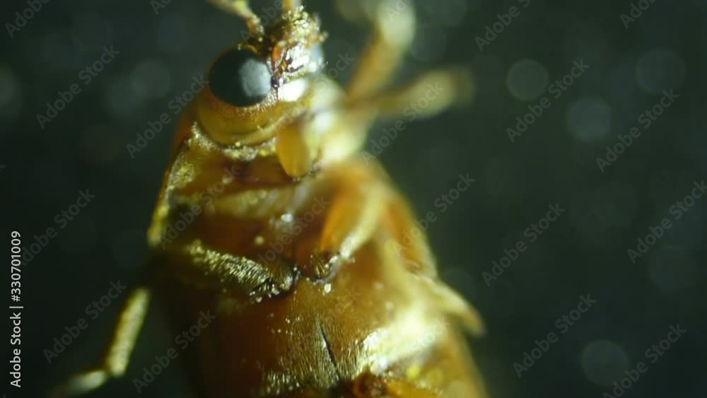 Common bed bug Cimex lectularius underside - permanent slide plate under high magnification.
