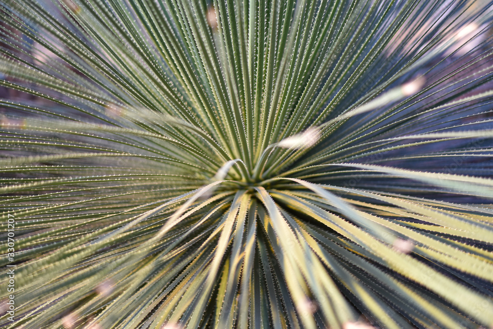 Obraz premium 放射状のサボテン 鋸歯竜