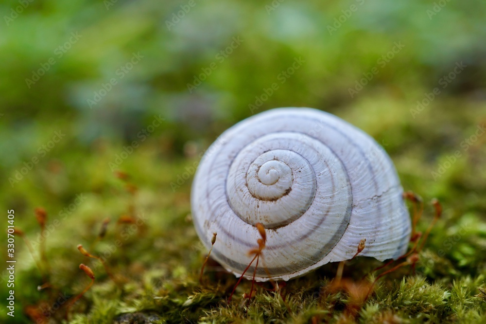 white snail in the nature white snail in the nature