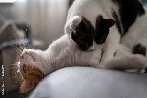 primer plano de gato blanco y marron jugando con gato blanco y negro sobre un sofa